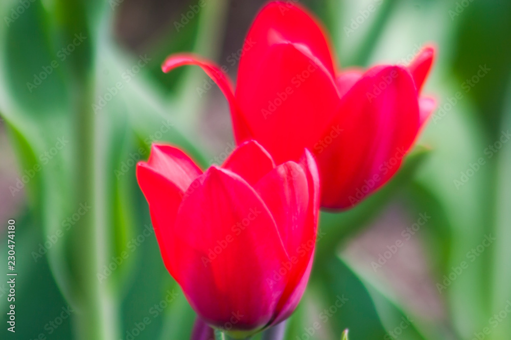 Тюльпан/Tulip Тюльпан/Tulip