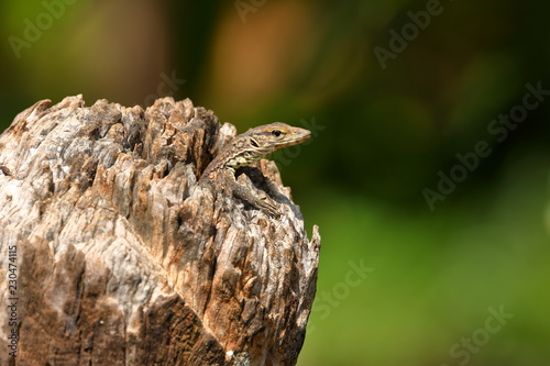 Eidechse im hohlen Baumstamm aus Sri Lanka  photo