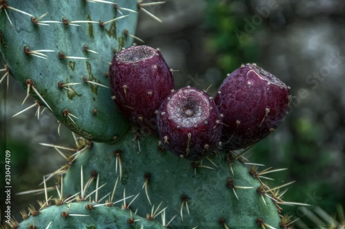 Prickly pear fruit in Tuscany