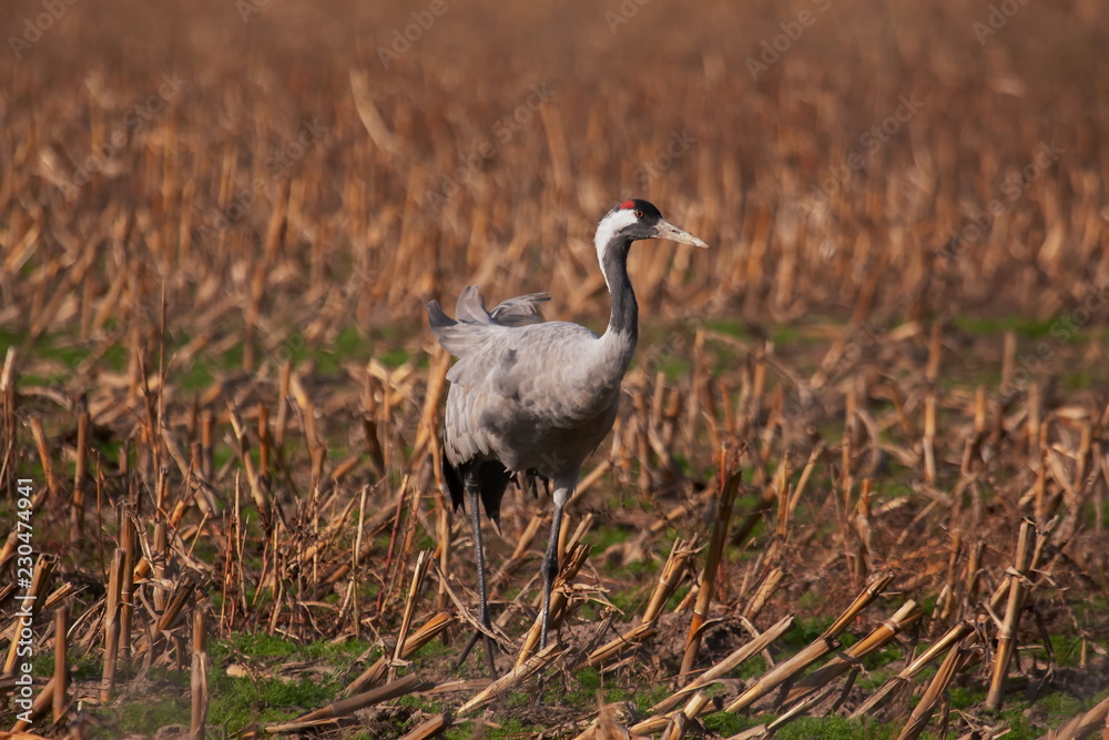 Naklejka premium Kranich