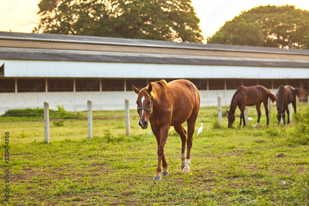 Grazing herd of horses in meadow Grazing herd of horses in meadow
