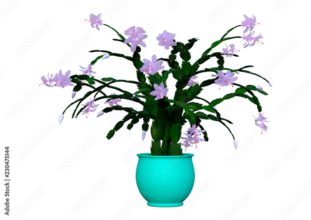 3D Rendering Christmas Cactus on White