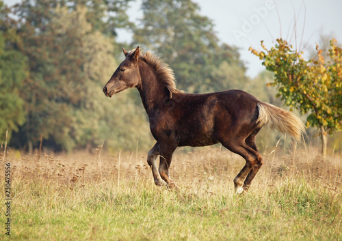 The foal of rare color gallops on a meadow