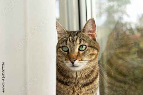 portrait of a tabby cat against the window and his reflection