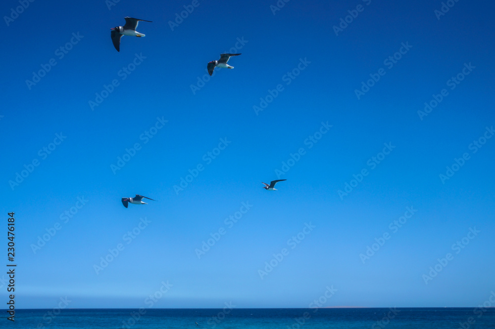 Group of white birds on the red sea. Gulls flying around the yacht near the coast. Stock photo for tourist design