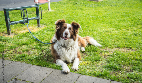 dog in the park