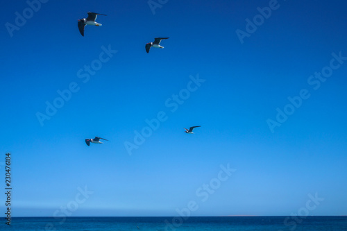 Group of white birds on the red sea. Gulls flying around the yacht near the coast. Stock photo for tourist design