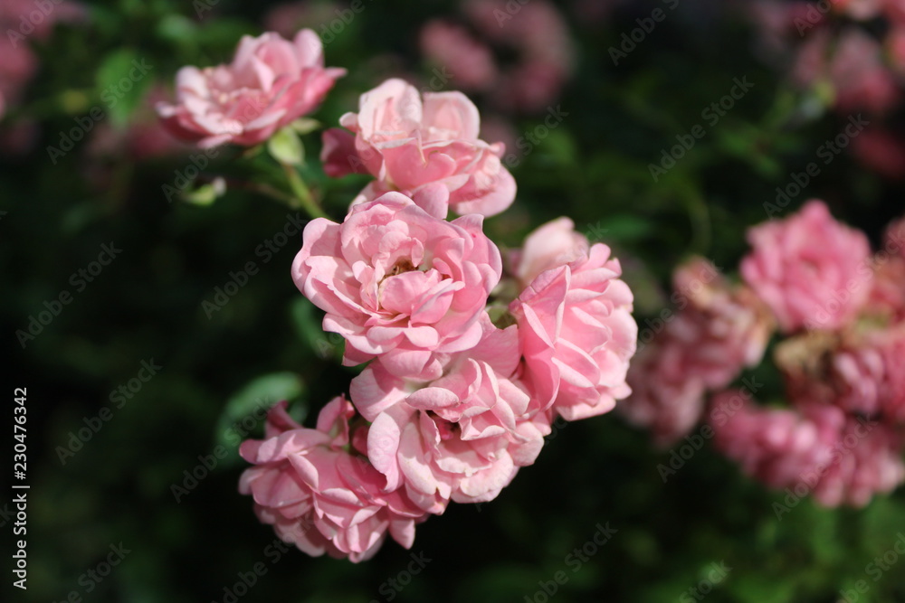 Pink roses on a white background, isolated photo