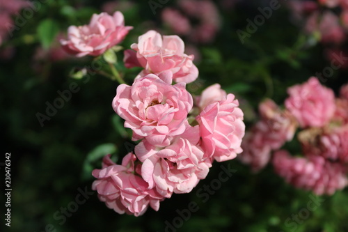 Pink roses on a white background  isolated photo