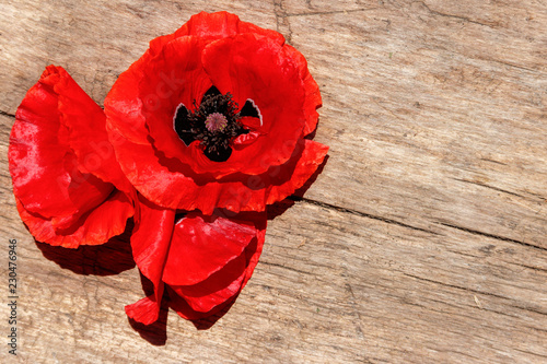 Fototapeta Naklejka Na Ścianę i Meble -  Red poppy flowers on wooden background. Top view, copy space
