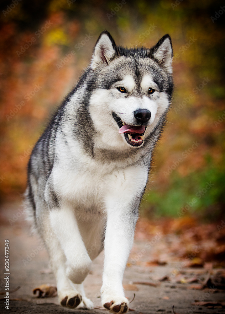 Alaskan Malamute dog for a walk in the woods