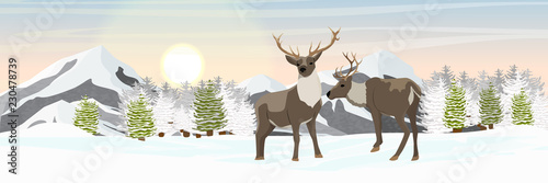 A pair of reindeer on a snowy northern plain near the spruce forest. Mountains on the horizon. Wild animals of the North, USA, Canada, Russia and Scandinavia. Realistic Vector Landscape