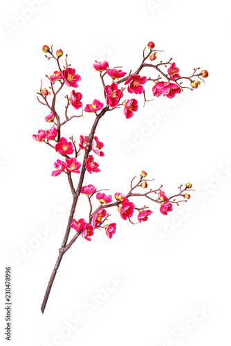 Branch of blossoming cherry