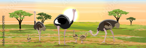 A flock of African ostriches from the male, two females and their chicks. Wildlife of Africa. Realistic Vector Landscape