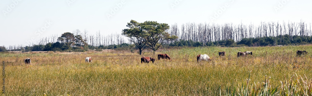 Long shot of wild Assateague Island ponies grazing in meadow. Long shot of wild Assateague Island ponies grazing in meadow.