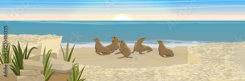 A colony of fur seal seals on a sandy seashore. View from the cliff. Wild animals. Vector landscape