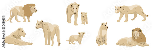 Set of realistic lions, lionesses and their cubs. Animals of Africa. Big cats. Vector object isolated on white background.
