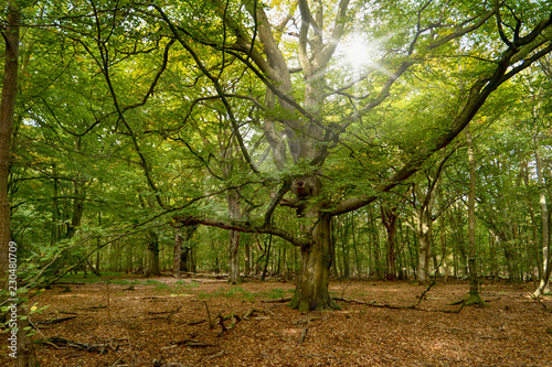 Im Dar  wald auf dem Dar  