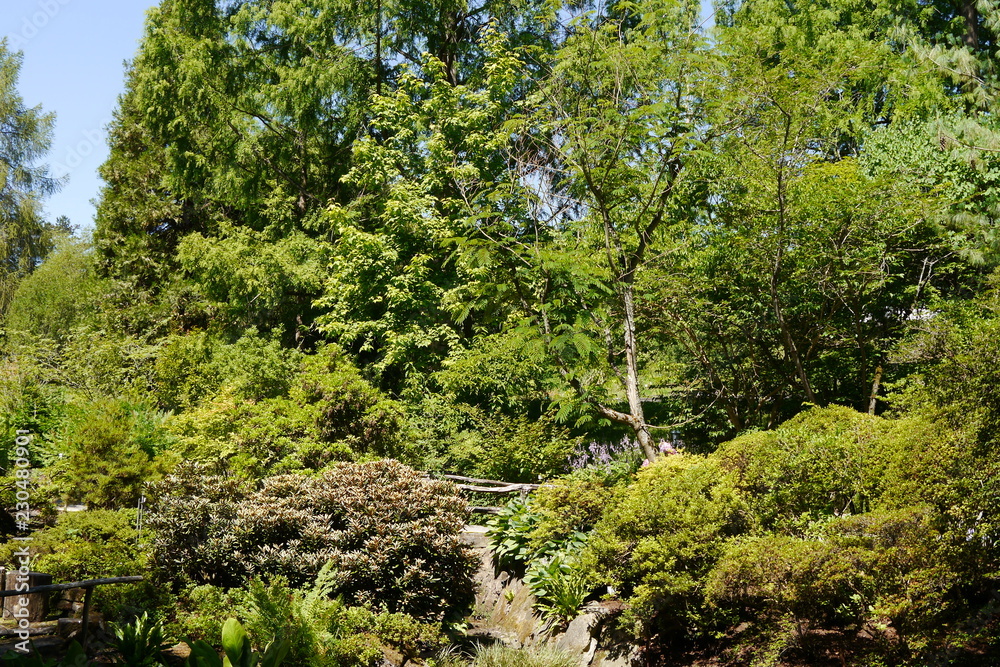 Fototapeta premium Gehölze im Rhododendron-Tal Botanischer Garten Tübingen