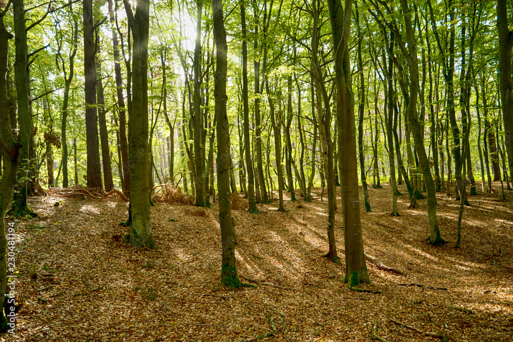 Im Darßwald auf dem Darß Im Darßwald auf dem Darß
