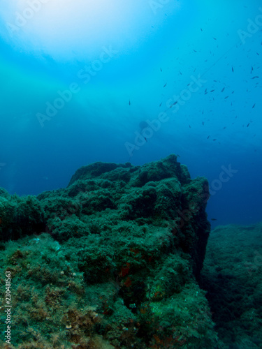 fondo marino con fondo azul © Javier