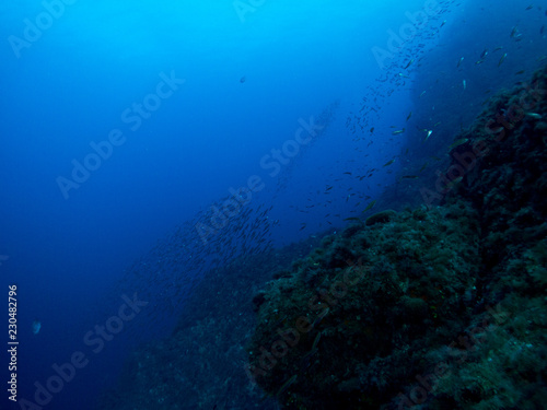 fondo marino con fondo azul