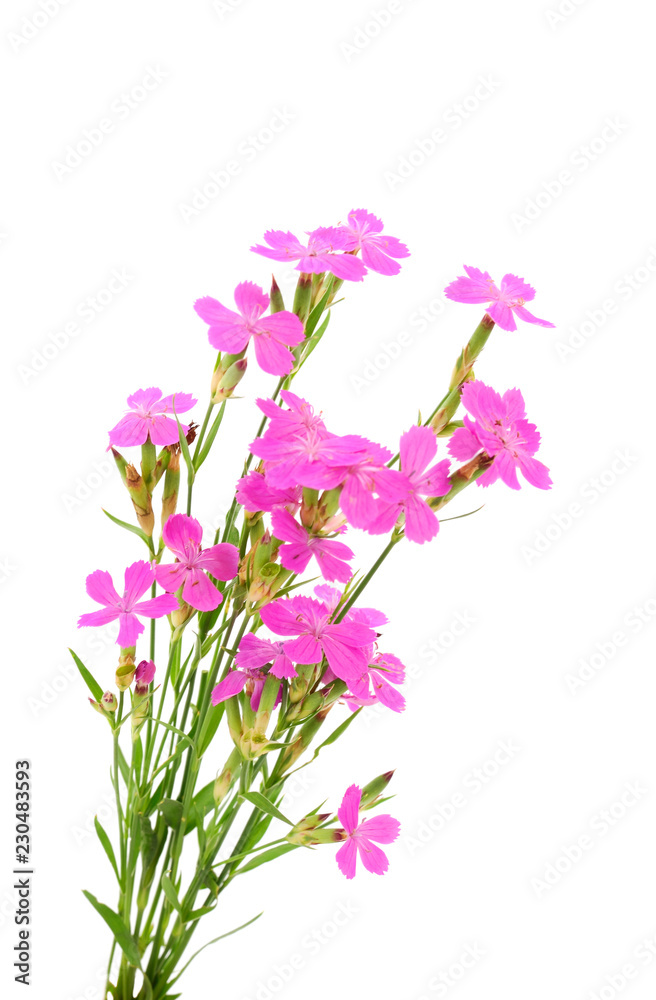 Naklejka premium Bouquet of pink wildflowers.
