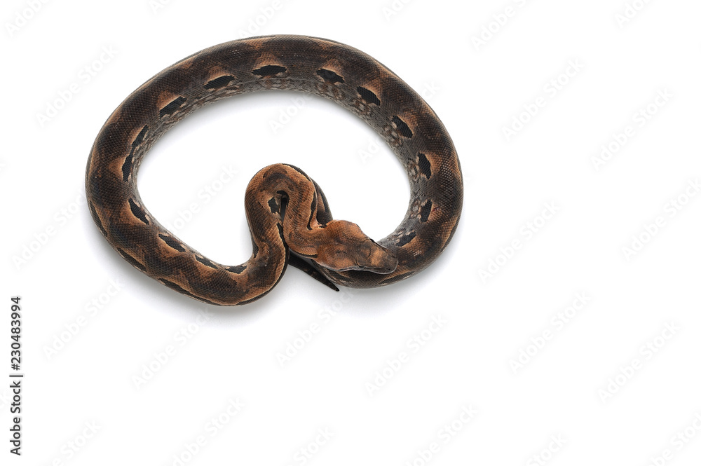 The viper boa isolated on white background