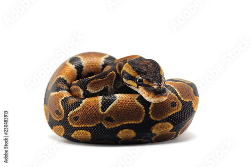 ball python isolated on white background photo