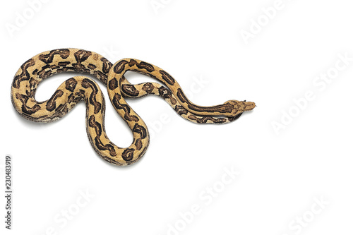 The viper boa isolated on white background © Dmitry