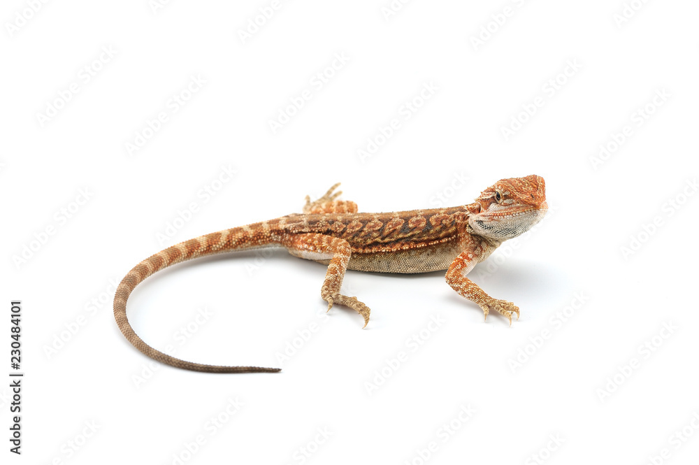 Obraz premium Bearded Dragon isolated on white background