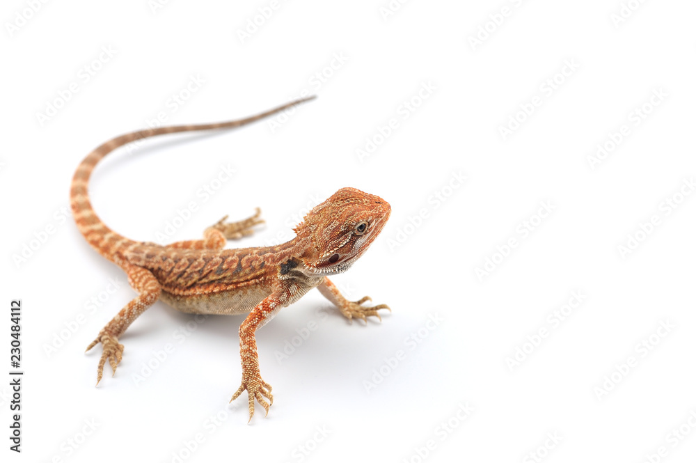 Obraz premium Bearded Dragon isolated on white background