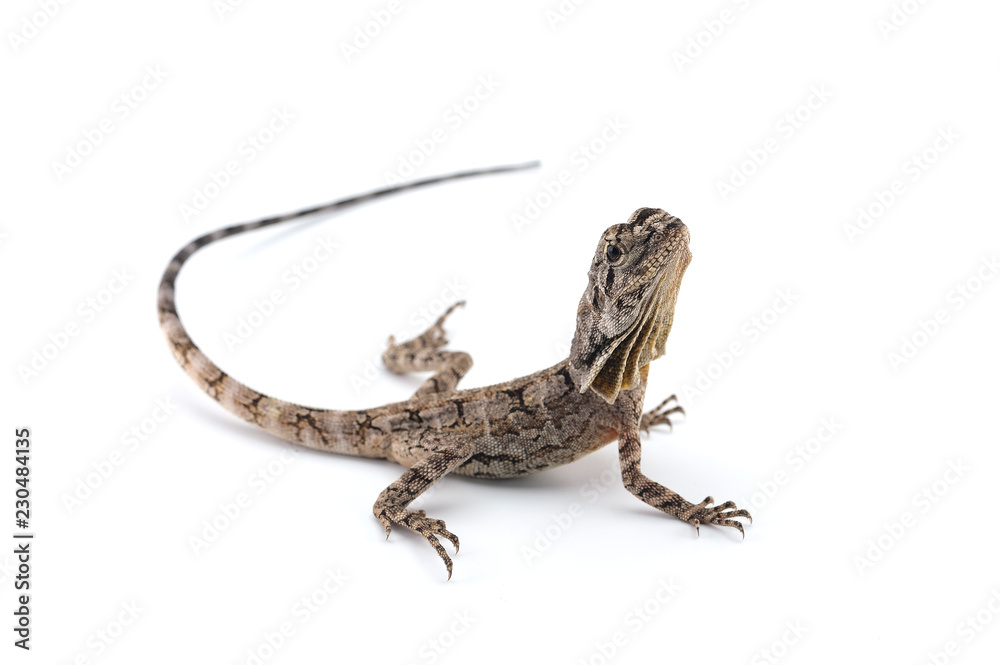 Obraz premium frilled lizard isolated on white background