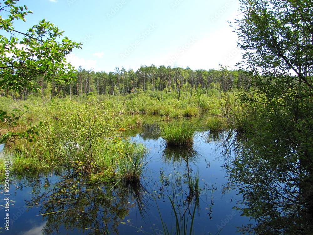 Fototapeta premium lake in forest