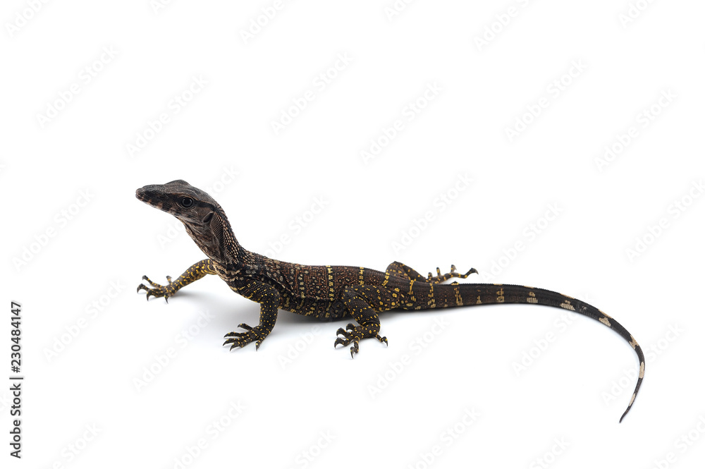 Fototapeta premium The black roughneck monitor lizard isolated on white backgrouns