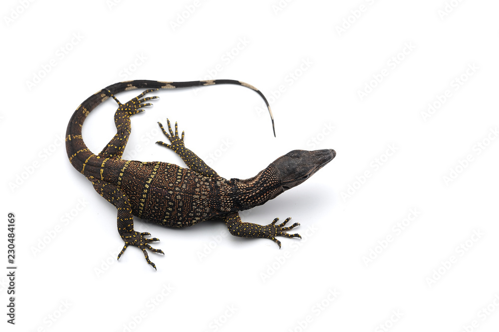 Fototapeta premium The black roughneck monitor lizard isolated on white backgrouns