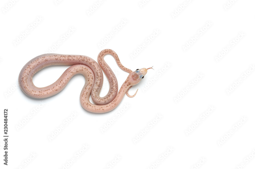 Obraz premium White rat snake isolated on white background