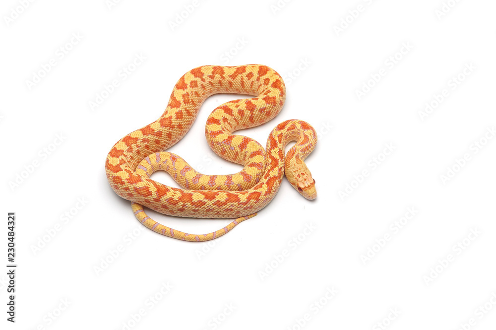 Gopher Snake albino isolated on white background Gopher Snake albino isolated on white background