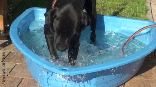 black labrador has fun with water