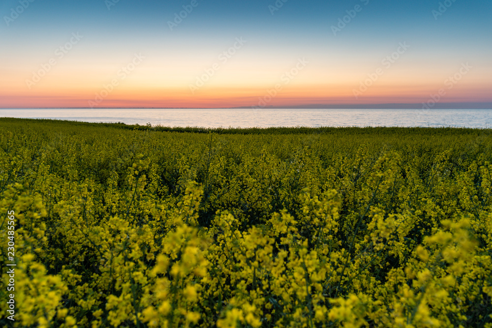 Rapsblüte über der Ostsee