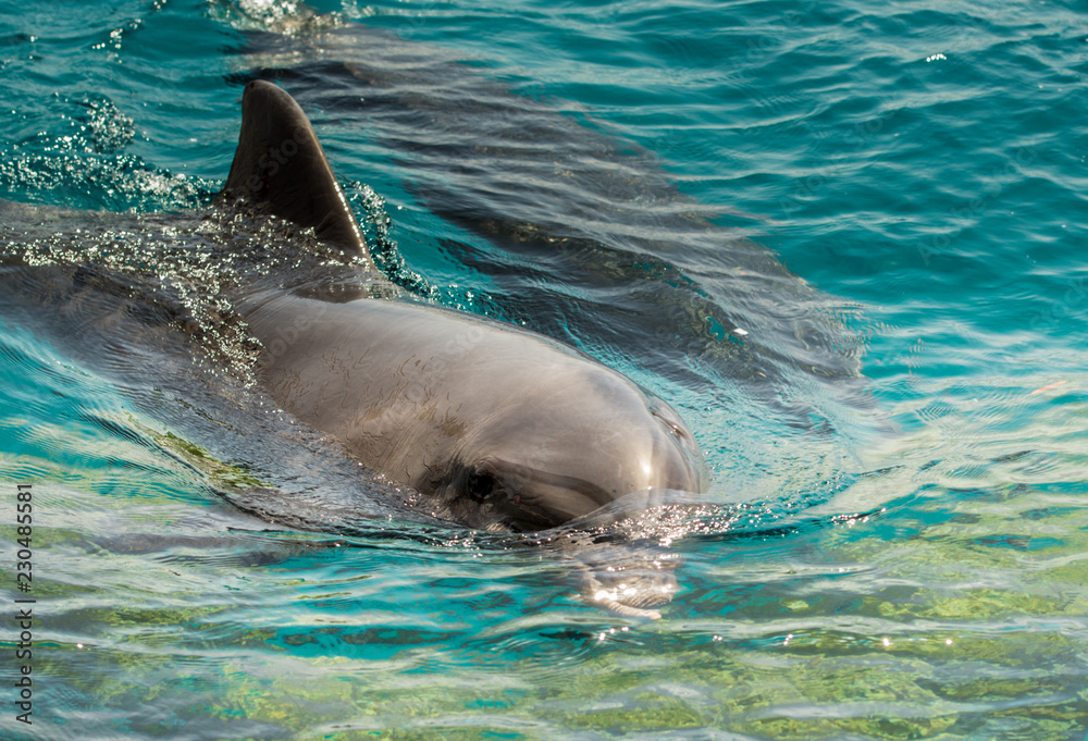 Obraz premium Dolphin in the blue seawater