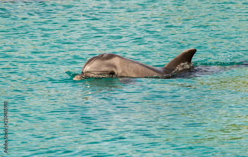Dolphin in the blue seawater
