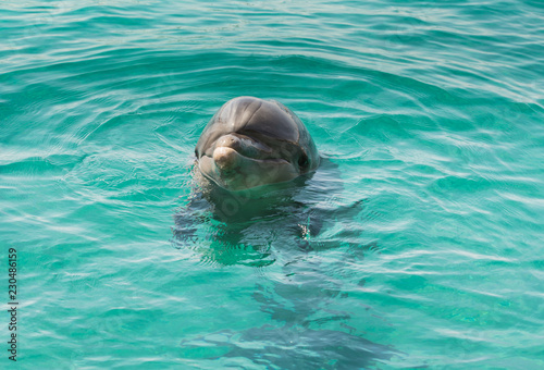 Dolphin  on the surface of the water 