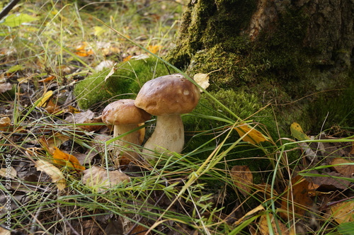 mushroom in the forest