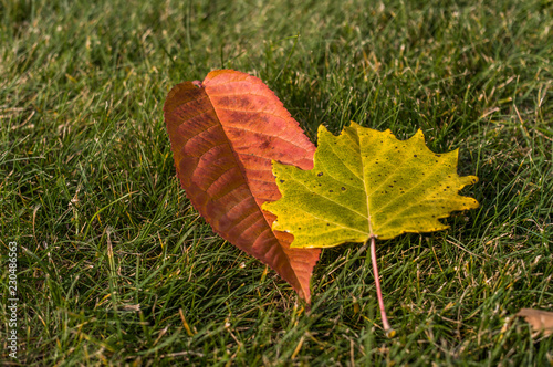 autumn leaves on green grass