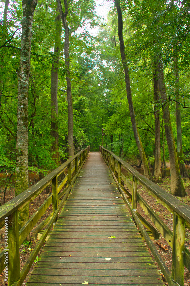 Fototapeta premium Promenada w Parku Narodowym Congaree przebiegająca przez tereny bagienne.