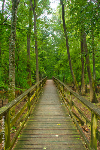 The boardwalk in Congaree National Park passing through the swamp lands.