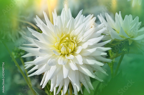 Dahlia cactus flower in the garden close up photo