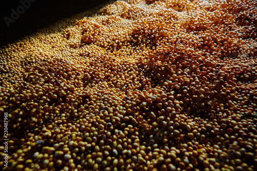 Soy Bean Seed before crack. Shallow dof. photo