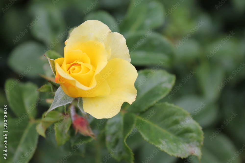 Amazing nature view of flowers blooming in garden. Closeup the rose. Yellow Roses under sunrise. Rose bush, yellow roses in the nice autumn Amazing nature view of flowers blooming in garden. Closeup the rose. Yellow Roses under sunrise. Rose bush, yellow roses in the nice autumn